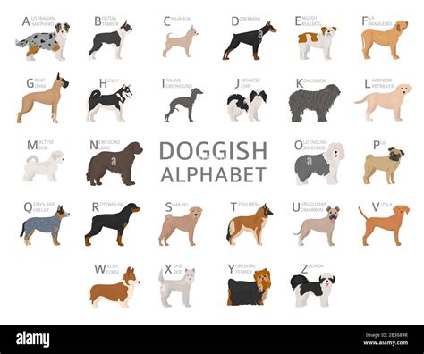 dog breeds with 9 letters|spotted dog breed 9 letters.